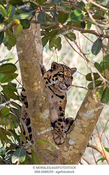 South east Asia, India, Tripura state, Clouded leopard (Neofelis nebulosa)