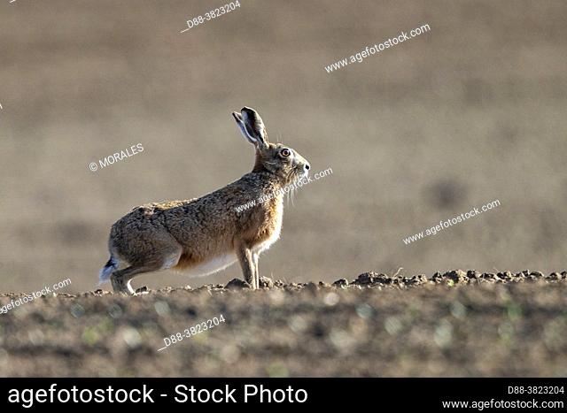France, Department of Oise (60), Senlis region, arable land, European hare (Lepus europaeus), at the time of reproduction, in the fields