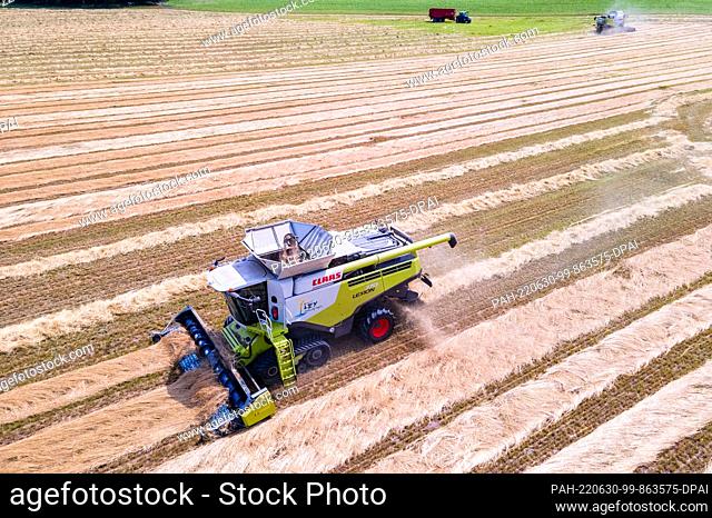 30 June 2022, Mecklenburg-Western Pomerania, Hanshagen: Combine harvesters drive over a field with cut grass and thresh lawn seeds from the dried plants