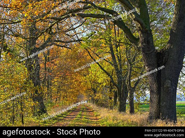 22 November 2023, Brandenburg, Hackenow: An old oak avenue in the Oderbruch in the east of Brandenburg. The Oderbruch was created after draining almost 270...
