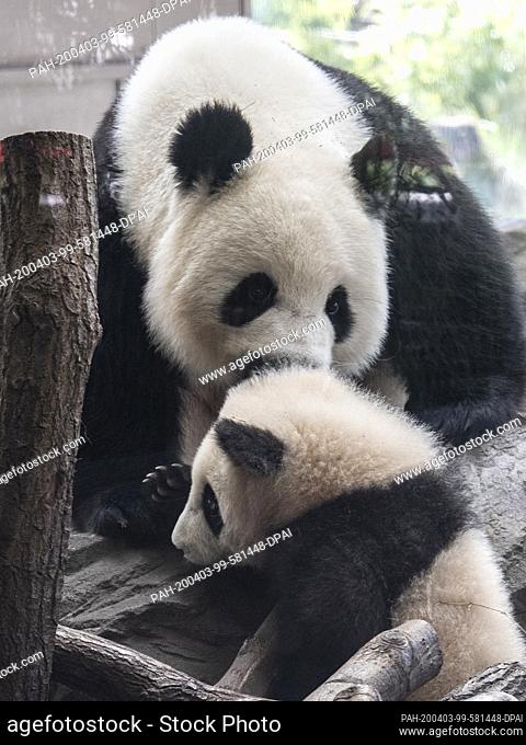 03 April 2020, Berlin: One of the young pandas in the zoo plays with mother Meng Meng. Two pandas were born at Berlin Zoo on 31.08.2019