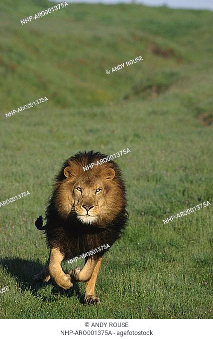 AFRICAN LION male Panthera leo running on lush grass