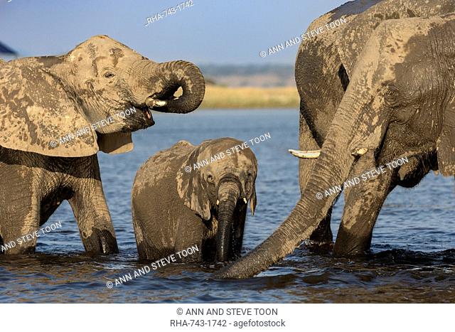 African elephants, Loxodonta africana, drinking, Chobe river, Botswana, Southern Africa