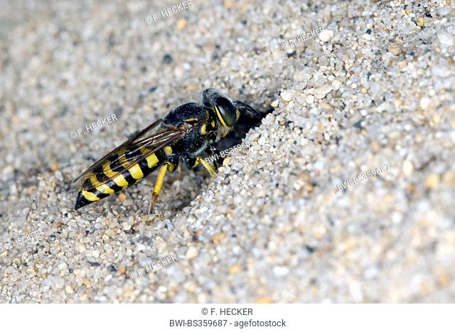 Sand wasp (Bembix oculata), female at its den in the sand
