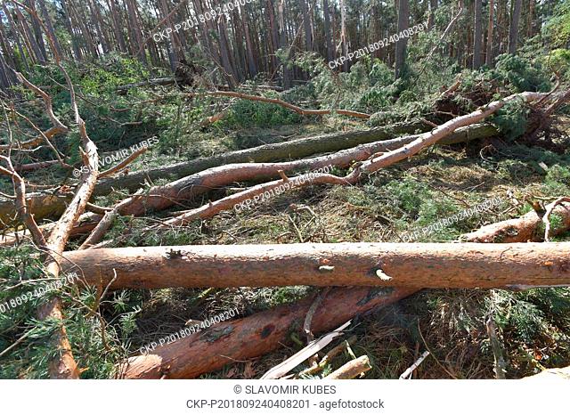 Broken and fallen trees in a forest after a strong wind near Lisany, Central Bohemian Region, Czech Republic, on September 24, 2018