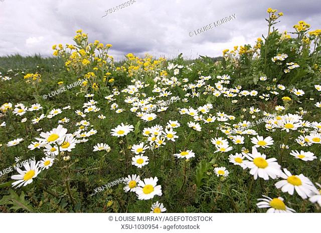 Tidal flat ecology  Arctic daisy or arctic chrysanthemum  Chrysanthemum arcticum  Wildflower - Circumpolar low arctic species with yellow marsh ragwort