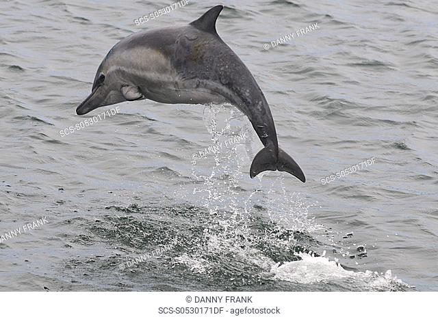 short beaked common dolphin delphinus delphis calf, breaching, breach, Monterey bay national marine sanctuary, California, usa, east pacific ocean