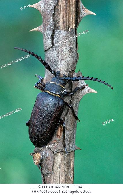 Large Longhorn Beetle Prionus coriarius adult, clinging to dry bramble stem, Italy, july