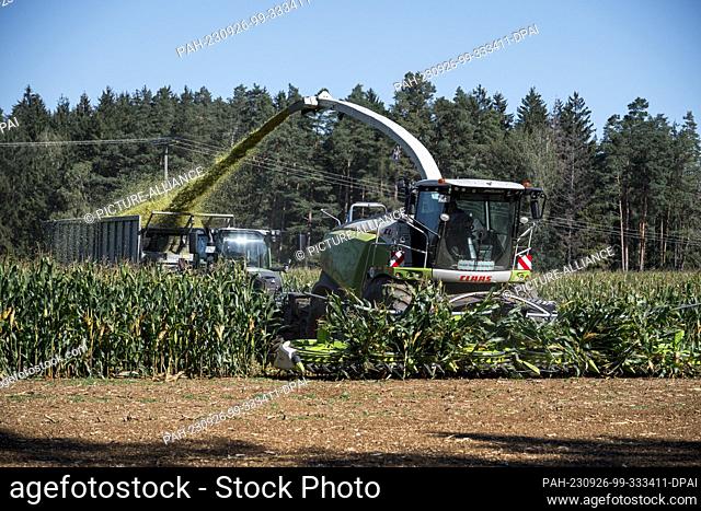 25 September 2023, Bavaria, Stadelhofen: A Jaguar forage harvester from the manufacturer Claas chops corn in a field and transports it to a transport wagon