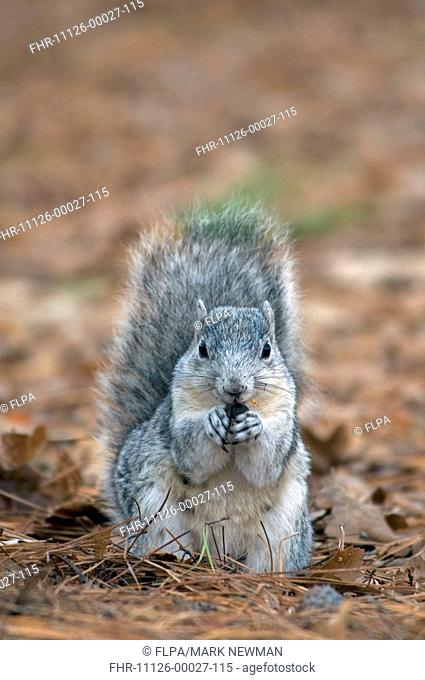 Delmarva Fox Squirrel Sciurus niger cinereus endangered subspecies, adult, feeding on ground, Chincoteague N W R , Virginia, U S A