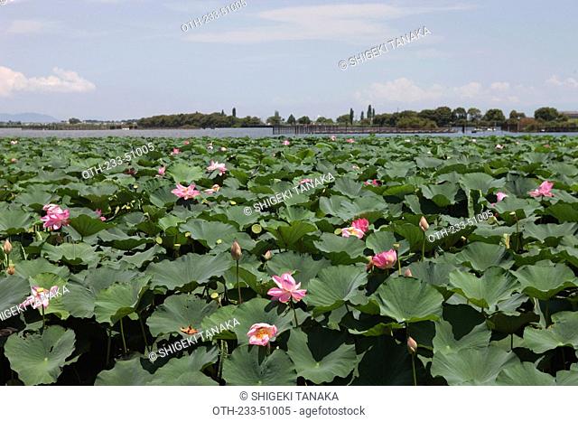 Lotus field, Biwako lake, Shiga Prefecture, Japan