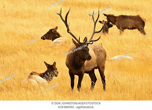 Elk Cervus elaphus stag/bull with harem of bedded-down females