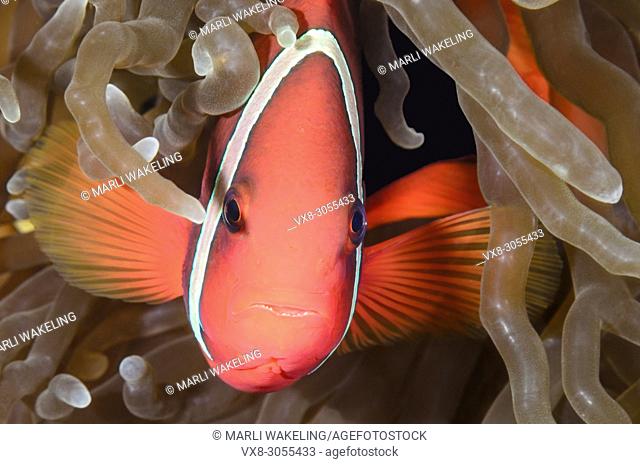 female Tomato anemonefish, Amphiprion frenatus, Anilao, Batangas, Philippines, Pacific