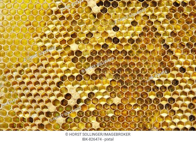 Wax honeycomb with pollen in the cells