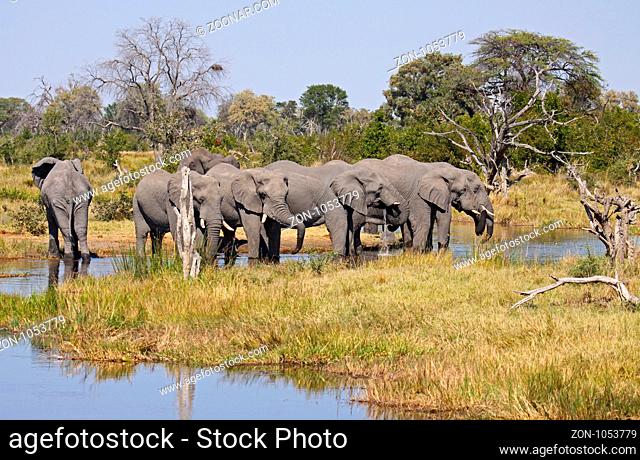Afrikanische Elefanten (Loxodonta africana) an einem Fluss im Chobe Nationalpark, Botswana