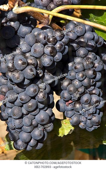 Okanagan Valley, British Columbia, Canada: Wine grape ripen in the autumn sun