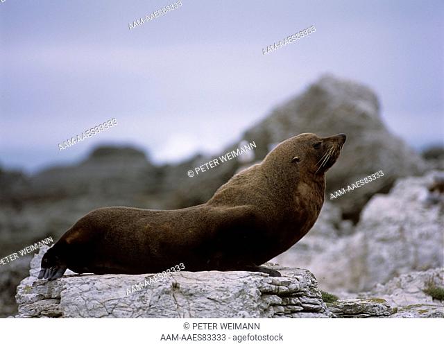 New Zealand Fur Seal (Arctocephalus forsteri), Kaikoura, New Zealand