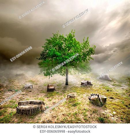 Green tree among the stumps in cloudy day