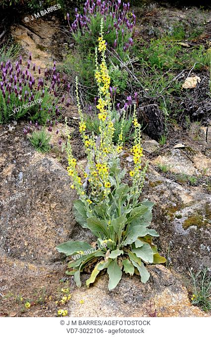 Common mullein (Verbascum thapsus) is a biennial plant native to Europe, north Africa and Asia. This photo was taken in Sierra de Gredos, Avila province