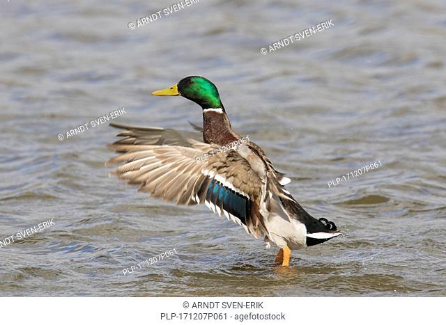 Mallard / Wild Duck (Anas platyrhynchos) male / drake in lake flapping wings