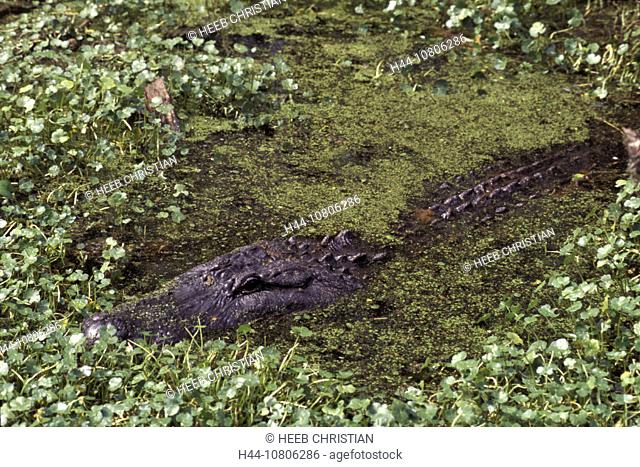 American Alligator, crocodile, animal, animals, Lake Martin, Cypress Island, Louisiana, marsh, USA, America, United