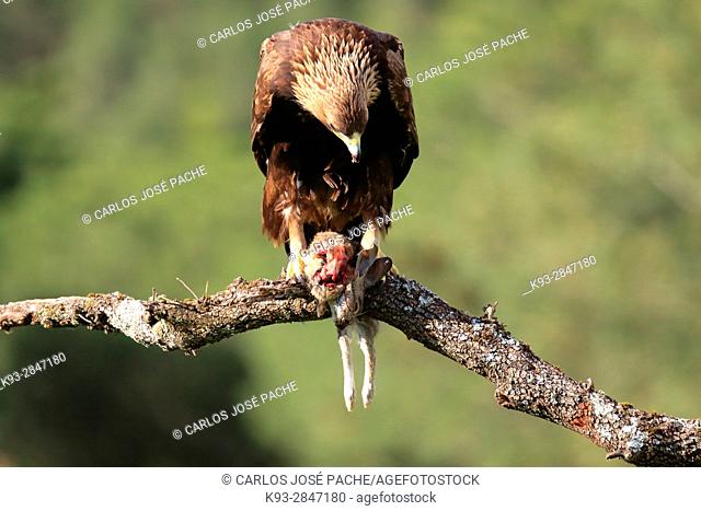Golden eagle (Aquila chrysaetos), Extremadura, Spain