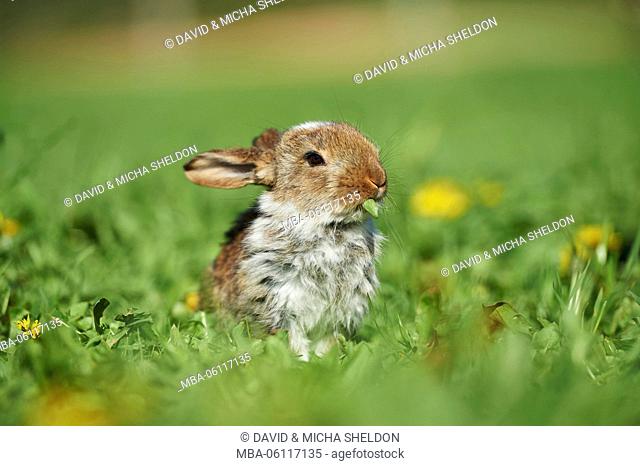 domestic rabbits, Oryctolagus cuniculus forma domestica, young animal, meadow, at the side, sit