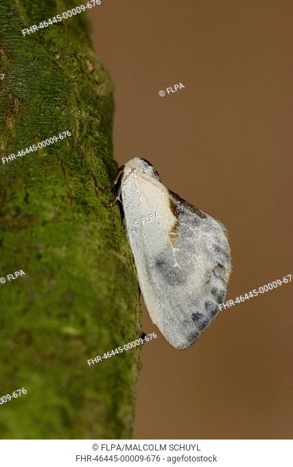Chinese Character Moth (Cilix glaucata) adult, resting on twig, Oxfordshire, England, July