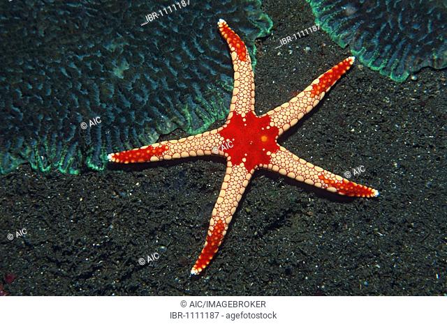 Red Tile Starfish (Fromia monilis), Tulamben, Bali, Indonesia