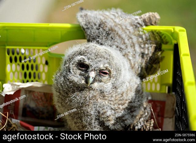 Waldkauz, Tawny Owl, Stric Aluco in Burg Regenstein, Blankenburg-Harz