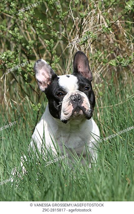 Dog French Bulldog adult sit in a meadow