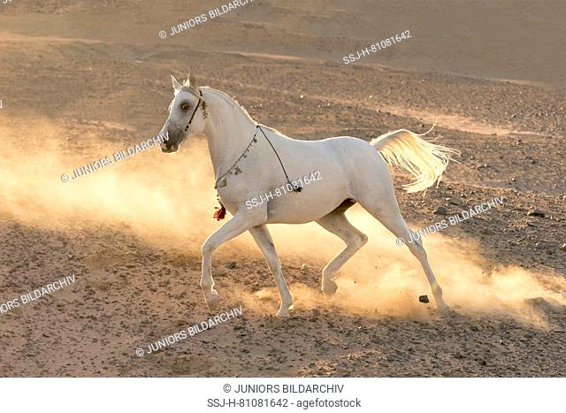 Purebred Arabian Horse. Grey mare trotting in the desert. Egypt