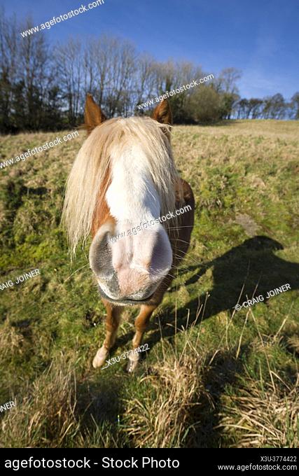 A pony with its eyes covred by its long mane in a field near Bampton in the Exe Valley, Devon, England