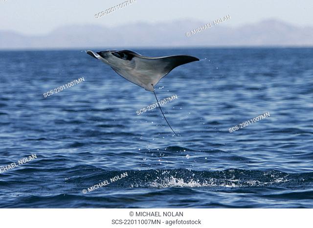 Adult Spinetail Mobula Mobula japanica leaping out of the water in the upper Gulf of California Sea of Cortez, Mexico Note the long whip-like tail longer than...
