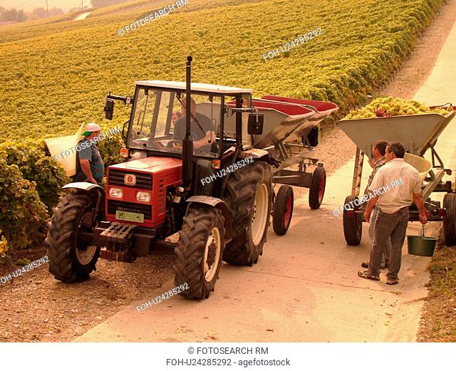 Switzerland, Europe, Vaud, Essertines sur Rolle, La Cote, wine harvest, vineyards, men dumping grapes into a large container