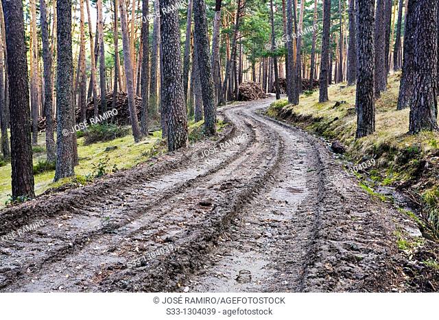 Road in the Acebeda pinewood, Sierra de Guadarrama, Valsaín, Segovia province, Castile-Leon, Spain