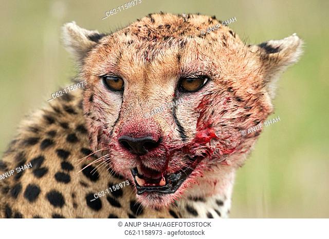 Cheetah (Acinonyx jubatus) with face bloodied after kill -portrait-, Maasai Mara National Reserve, Kenya