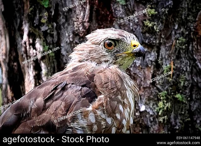 Closeup of a broad-winged hawk head against a bark background