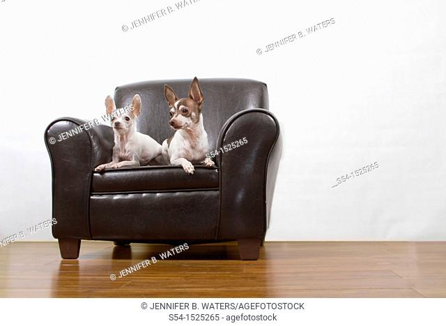 Two chihuahuas sit on a leather chair indoors
