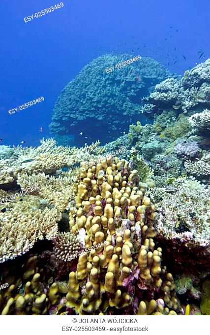 coral reef with great hard corals at the bottom of tropical sea