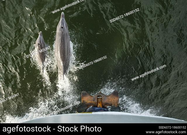 A pair of bottlenose dolphins bow-ride the National Geographic Sea Lion