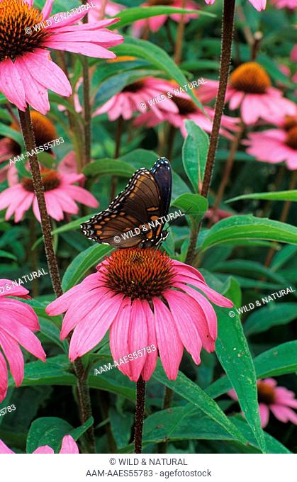 Red-spotted Purple Butterfly on Purple Coneflower (Basilarchia astyanax)