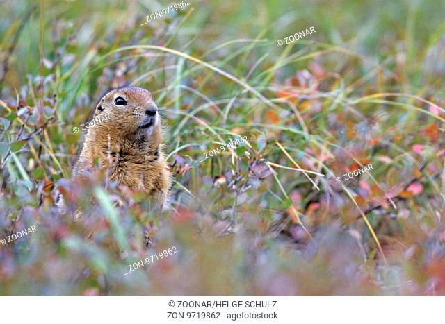 Arktische Ziesel leben in selbstgegrabenen Bauten - (Arktisches Erdhoernchen - Foto Alttier) / Arctic Ground Squirrel lives in burrows - (Parka Squirrel - Photo...