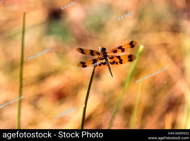 Banded Flutterer, Rhyothemis graphitera, Libellulidae, dragonfly, insect, animal, Kakadu National Park, Northern Territory, Australia