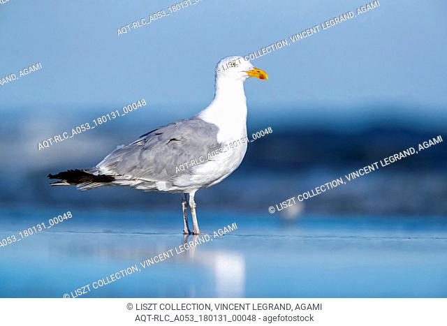 Adult moulting of American Herring Gull sitting on beach near Cape May, New Jersey, end of August 2016., American Herring Gull, Larus smithsonianus