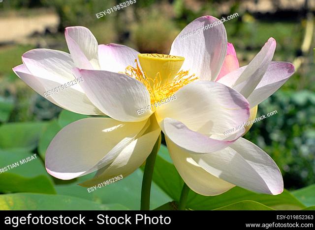 Sacred Lotus flower