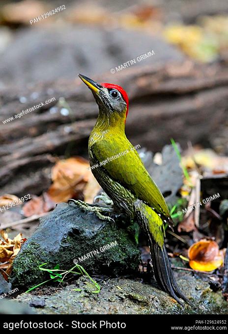 Grey-headed Woodpecker (Picus canus) male sitting on forest floor, Kaeng Krachan National Park, Thailand | usage worldwide