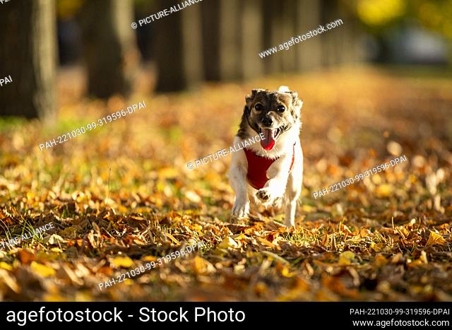 30 October 2022, Berlin: Mixed-breed dog Cookie runs through the autumn leaves in the Charlottenburg Palace Garden, visibly enjoying the warm temperatures