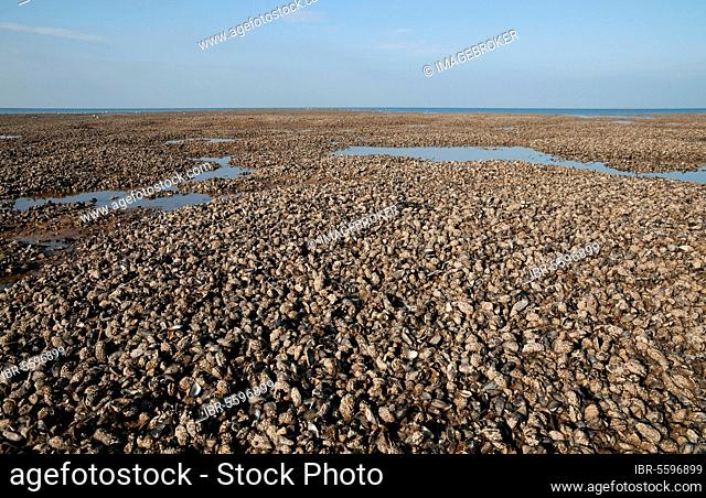 Common (Mytilus edulis) Mussel beds, exposed on beach at low tide, Hunstanton, Norfolk, England, United Kingdom, Europe