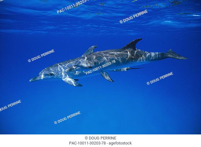 Bahamas, two Atlantic spotted dolphins juvenile (Stenella frontalis) u/w nr surface side view